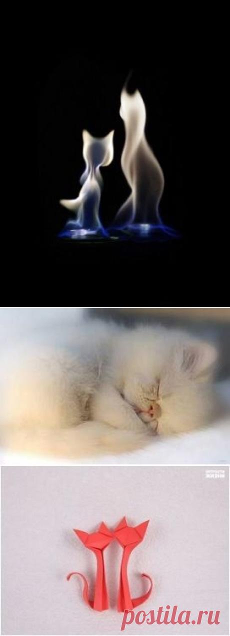 КОШЕЧКИН СТИШОК