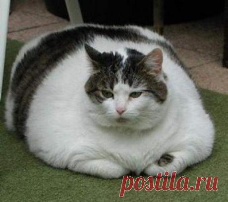 Рацион кастрированных котов. | все о кошках и котах