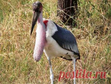 Необычные животные нашей планеты