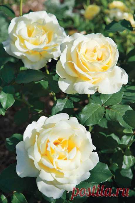 Elina. A fairly tall, strong hybrid tea bush with very large soft yellow full blooms. They almost look like porcelain. It is very disease resistant and quite har…  |  Pinterest: инструмент для поиска и хранения интересных идей