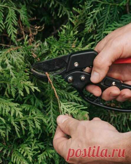 Размножение хвойных растений черенками зимой — это просто