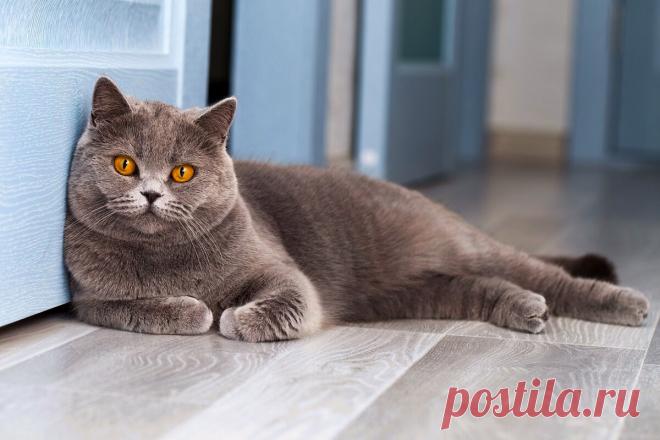 10 кошачьих поступков и привычек, которым зря потакают многие хозяева | Приключения натуралиста | Дзен