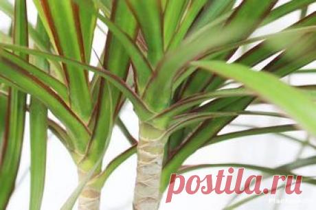 Цветок азалия: как ухаживать в домашних условиях?