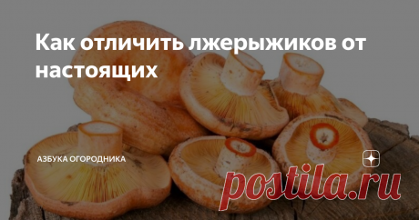 Как отличить лжерыжиков от настоящих Рыжики пользуются большим спросом среди всех любителей грибов. Их ценят за изысканный вкус и потрясающий аромат.