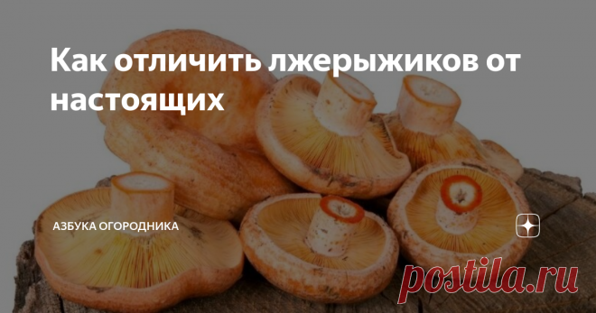 Как отличить лжерыжиков от настоящих Рыжики пользуются большим спросом среди всех любителей грибов. Их ценят за изысканный вкус и потрясающий аромат.