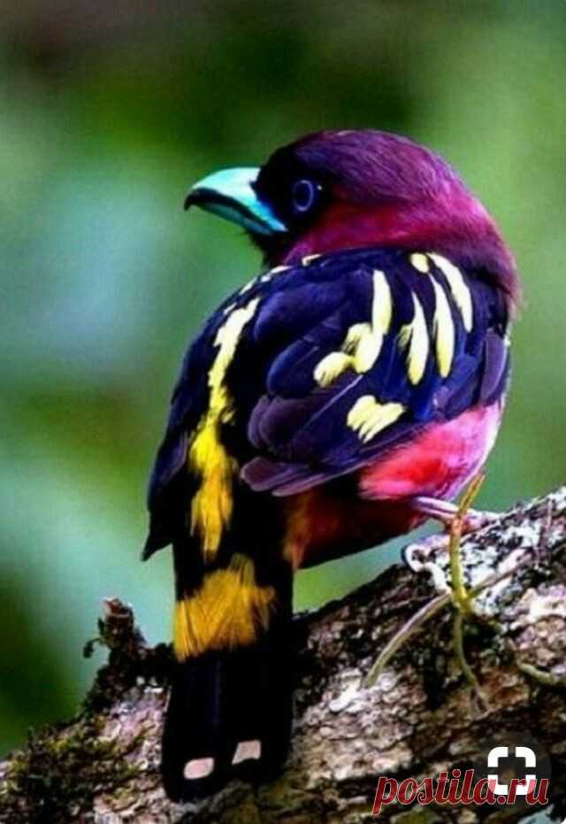flying of birds