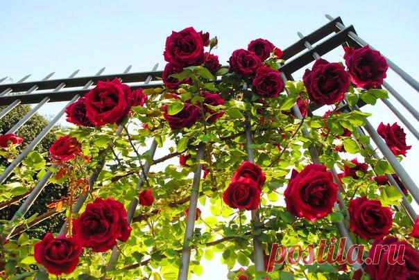 Красоту в ленту