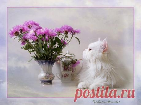 Коты и  натюрморт