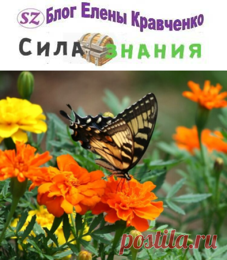 Когда сажать бархатцы на рассаду в 2022 году в благоприятные дни