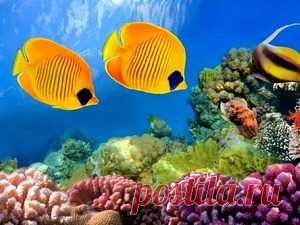 Подводный мир, обои для рабочего стола на Desktopwallpapers.ru, страница 2 из 24