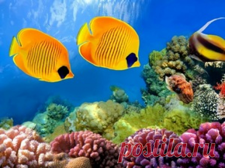 Подводный мир, обои для рабочего стола на Desktopwallpapers.ru, страница 2 из 24