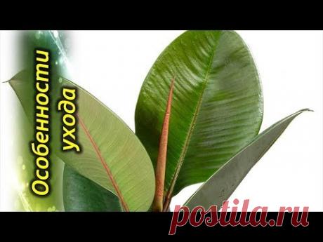 Фикус Эластика или Каучуконосный – секреты выращивания и особенности ухода.