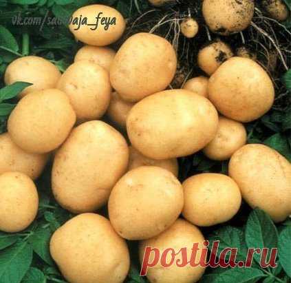 10 правил получения раннего картофеля