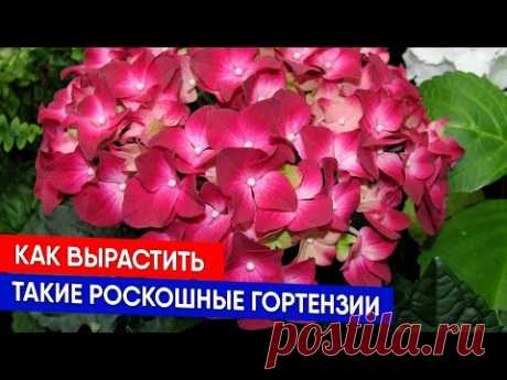 Как вырастить такие роскошные гортензии/  Как разбудить гортензию из подвала