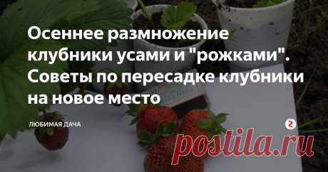 Осеннее размножение клубники усами и "рожками". Советы по пересадке клубники на новое место Клубника у меня на огороде отплодоносила, отдохнула 2 недельки и теперь подошло то самое время что бы заняться ее размножением. Как я уже писала в одной из статей про подкормку для клубники, я каждые 3 года обновляю более 50% моей всей клубники. А это не мало, на данный момент у меня примерно 450 кустиков обычной клубники и 100-150 кустиков многоразовой.
Размножение клубники я провожу двумя видами