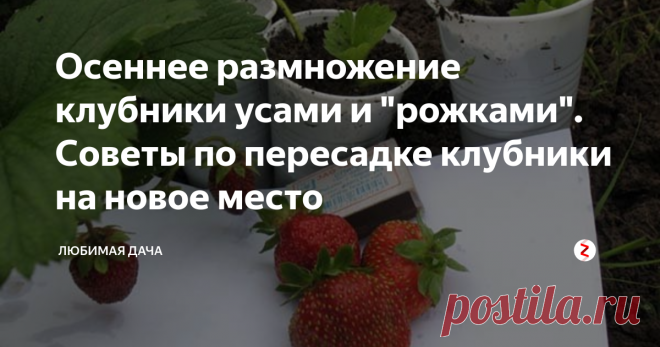 Осеннее размножение клубники усами и 