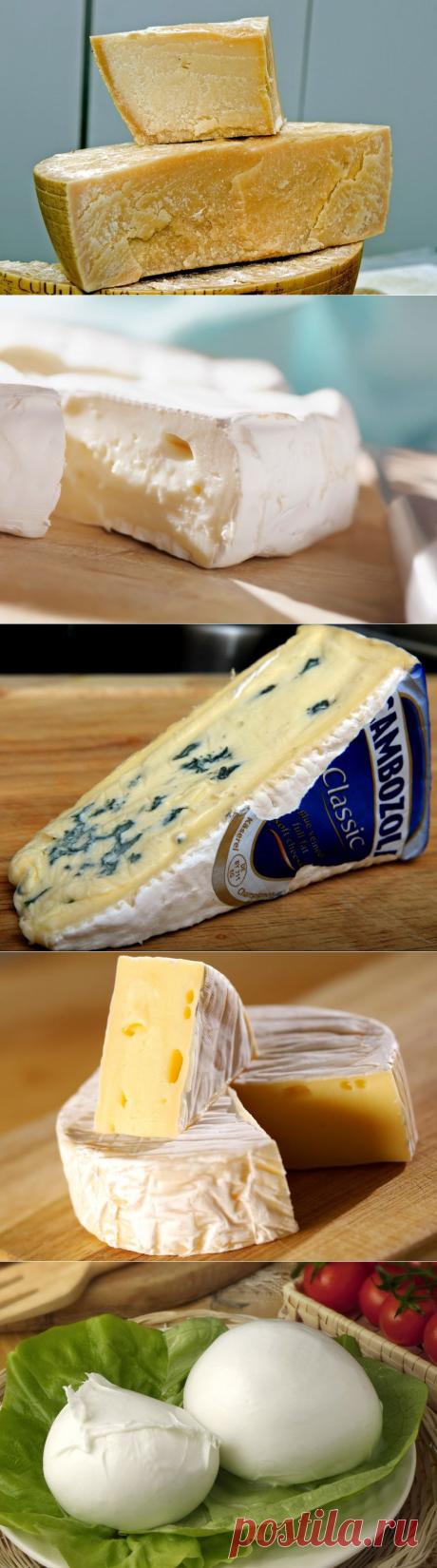 Топ-10 вкуснейших сыров в мире, которые нужно попробовать: | thePO.ST