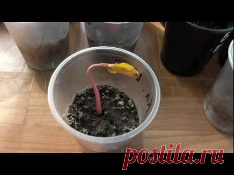 Почему я выращиваю рассаду без пикировки