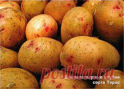 Сорта-лидеры 2008 г : Картофель: разведение картошки на своем огороде, способы посадки, выращивания картофеля