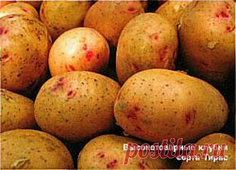 Сорта-лидеры 2008 г : Картофель: разведение картошки на своем огороде, способы посадки, выращивания картофеля