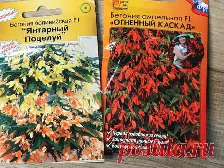 6 цветов, которые надо сеять в ноябре, про 3 из них многие не знают и зря теряют время | Зелёные истории | Дзен