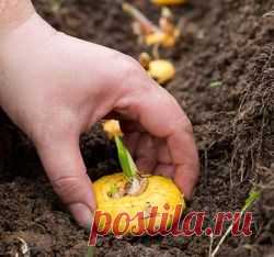 Посадки в августе - август, месяц. лето, посадки, семена, зелень, редис, деревья, цветы, сидераты
