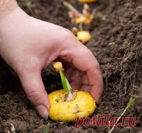 Посадки в августе - август, месяц. лето, посадки, семена, зелень, редис, деревья, цветы, сидераты