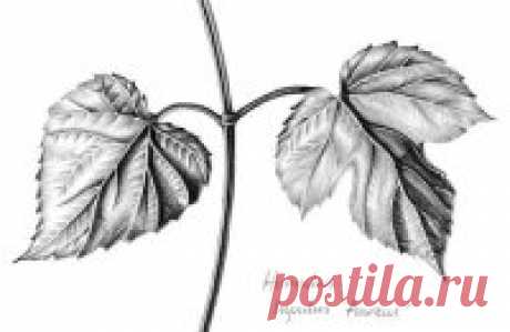 Как рисовать листья