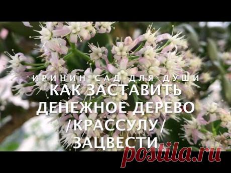 Как заставить денежное дерево /крассулу/ зацвести