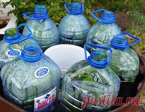 Огурцы в бутылках — удобно и выгодно