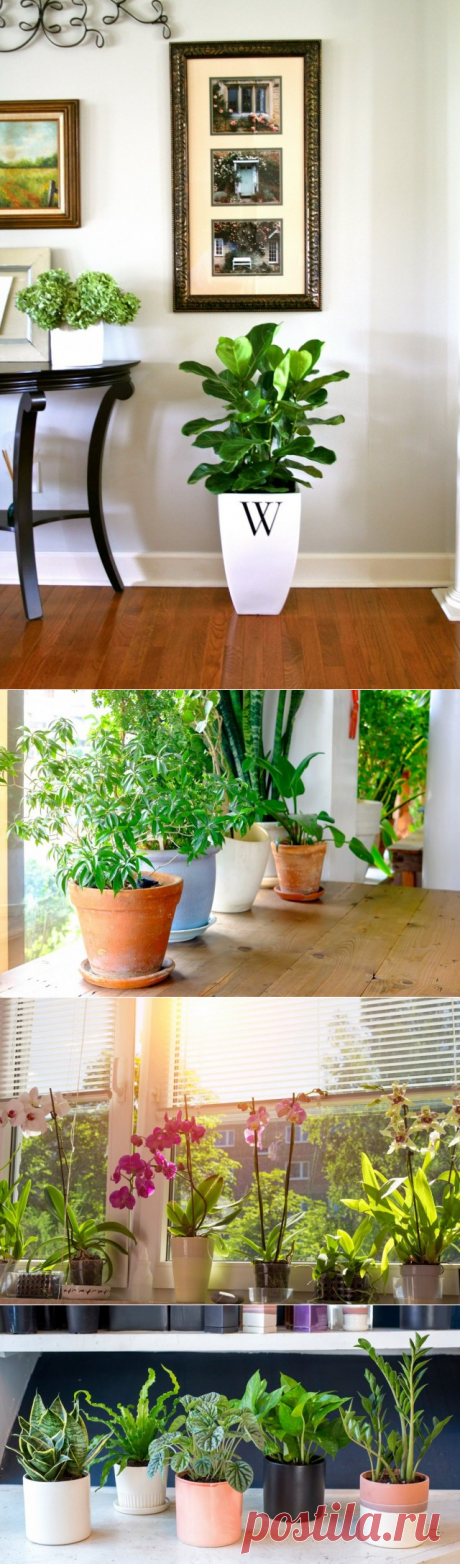 Подбор комнатных растений, подходящих к условиям в вашем доме