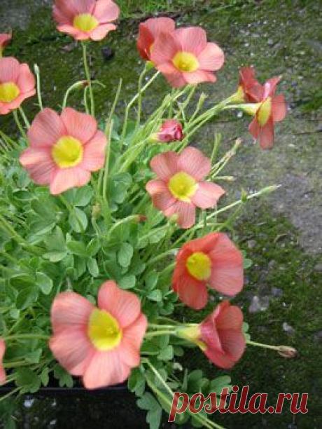 obCopperyOrange.jpg (269×358)