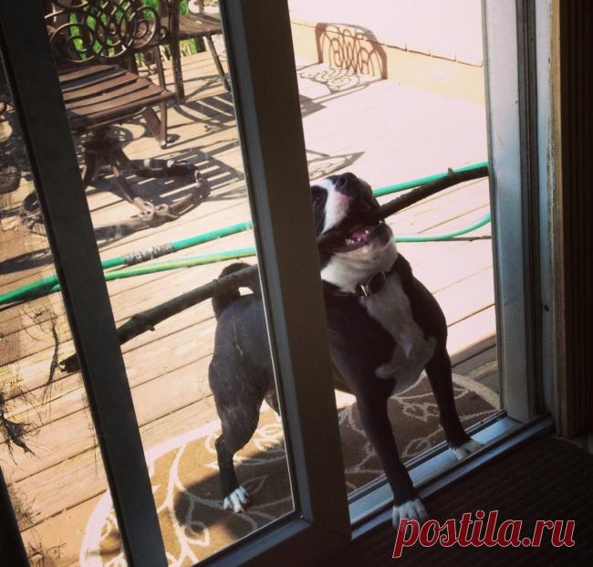 Попробуйте посмотреть этот пост и ни разу не улыбнуться