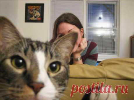 Котики — настоящие мастера фотобомбинга . Тут забавно !!!