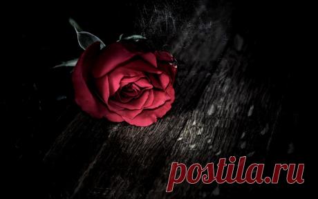 Fondos de pantalla : 1680x1050 px, Flores rojas, Rosa, Colorante selectivo 1680x1050 - goodfon - 672446 - Fondos de pantalla - WallHere