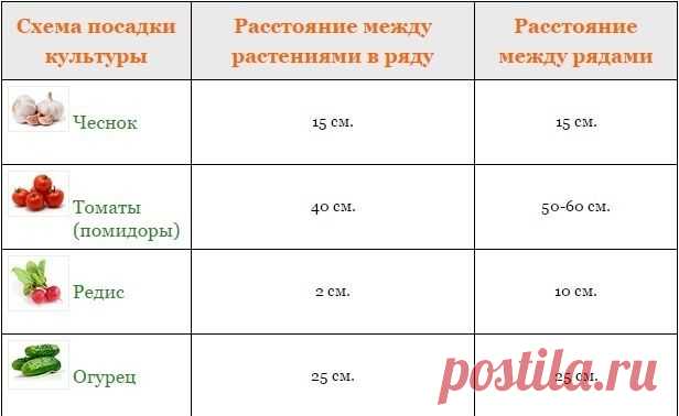 Схемы посадки: на каком расстоянии друг от друга высаживать овощи - Советы дачникам - Женский Мир