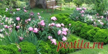 Лучшие многолетники для посадки с сиренями. Фото — Ботаничка.ru