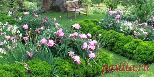 Лучшие многолетники для посадки с сиренями. Фото — Ботаничка.ru