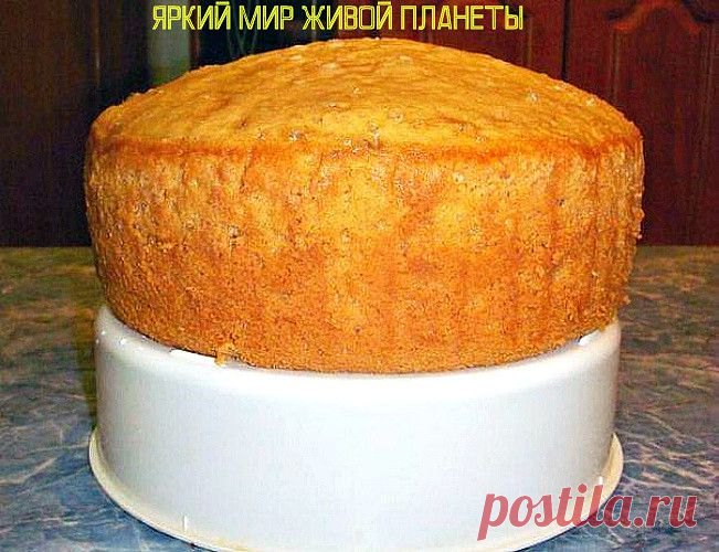 Бисквит на любом лимонаде с газом