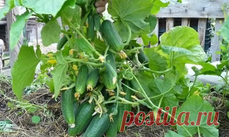 Простой и доступный секрет выращивания большого урожая огурцов