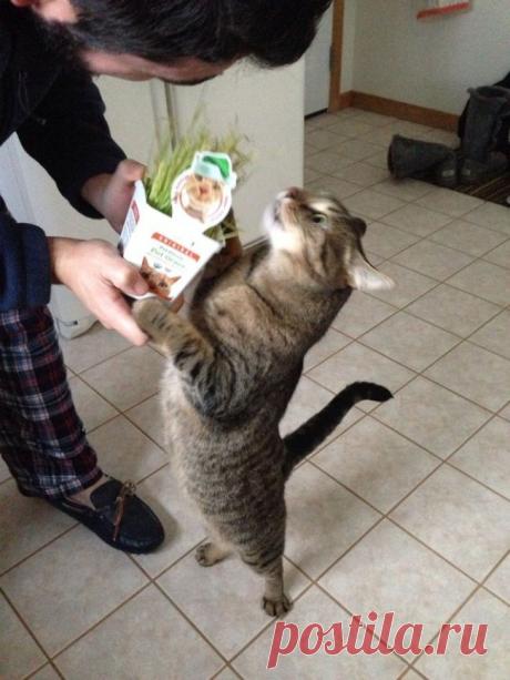 100 самых классных снимков котов!))))))
