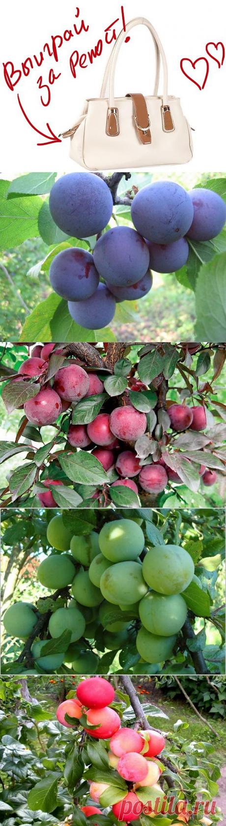 Сорта сливы. Выиграйте стильную сумку от интернет-магазина Клуб Красоты, разместив любой пост с сайта 7dach.ru в Постиле. Чем больше постов - тем выше шансы. Розыгрыш состоится в понедельник, 16 декабря. В акции участвуют все посты, которые содержат этот текст и фото сумки!