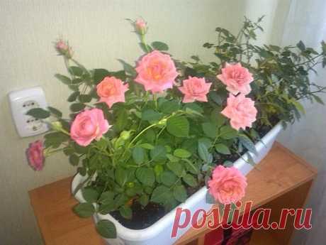 Одноклассники