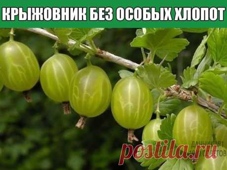 КРЫЖОВНИК БЕЗ ОСОБЫХ ХЛОПОТ
Свое знакомство с крыжовником я начал со знаменитого сорта Финик. Полюбил его за крупные плоды, высокую урожайность и устойчивость к засухе. Но вот беда: мучнистая роса его любила больше, чем я. Чем только его не опрыскивал – роса побеждала.
Все изменилось, когда в продаже появился замечательный препарат Топаз. Было достаточно всего одного опрыскивания перед цветением, чтобы спасти урожай. Если весна выдавалась дождливой, то опрыскивал кусты еще...