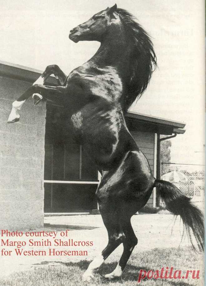 Terri McManus приколол(а) это к доске Horses