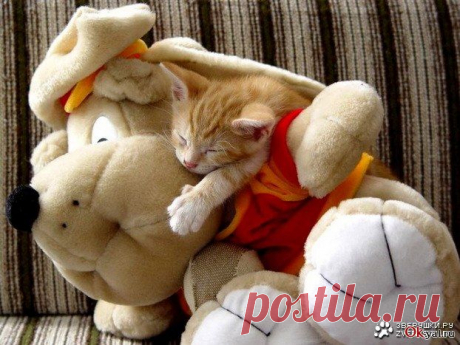 Тех у кого аллергия на кошек прошу проходить мимо^_^