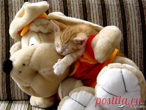 Тех у кого аллергия на кошек прошу проходить мимо^_^
