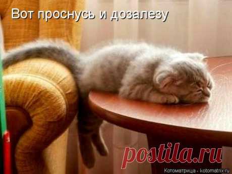 Вот проснусь и дозалезу... Забавные котоматрицы | Кому за пятьдесят