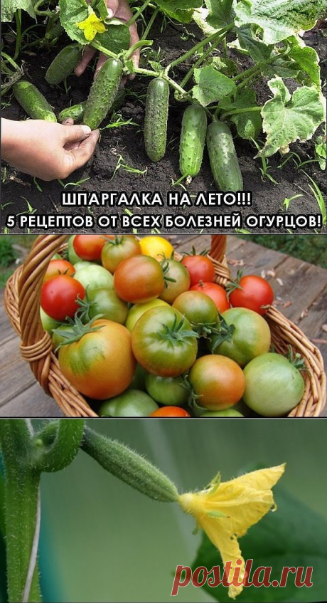 (5) Одноклассники