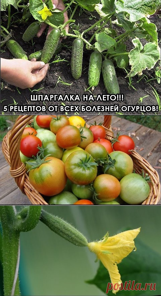 (5) Одноклассники